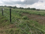 Оградата срещу румънските диви прасета ще се подсили с режеща тел